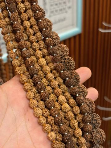 Rudraksha Detail · 5 Mukhi